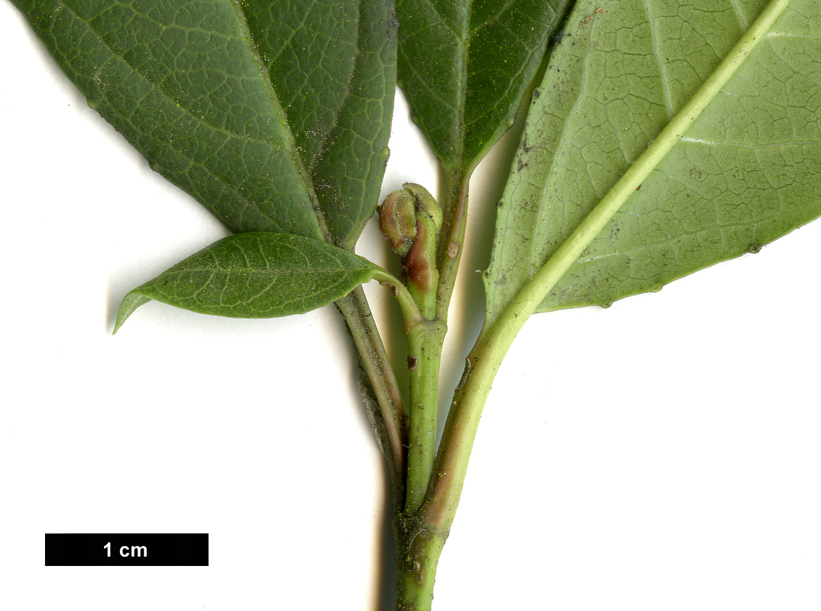 High resolution image: Family: Adoxaceae - Genus: Viburnum - Taxon: ×globosum - SpeciesSub: 'Jermyns Globe' (V.atrocyaneum × V.davidii)